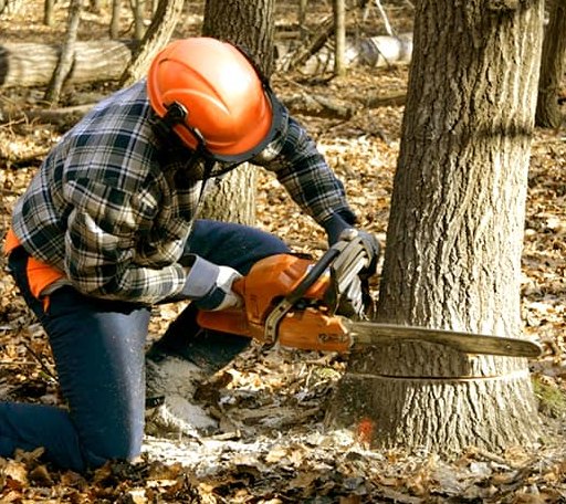 Tree Removal in Lando, SC